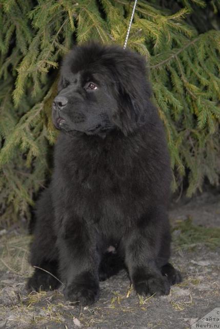Фото: ньюфаундленд Akvatoriya Kelvin Koroleva Margo (Акватория Келвин Королева Марго)