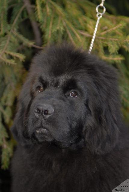 Фото: ньюфаундленд Akvatoriya Kelvin Koroleva Margo (Акватория Келвин Королева Марго)