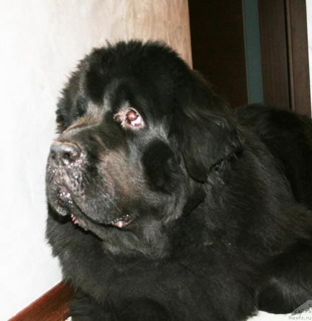 Фото: ньюфаундленд Beguschaya po Volnam Van Hel'sing (Бегущая по Волнам Ван Хельсинг)