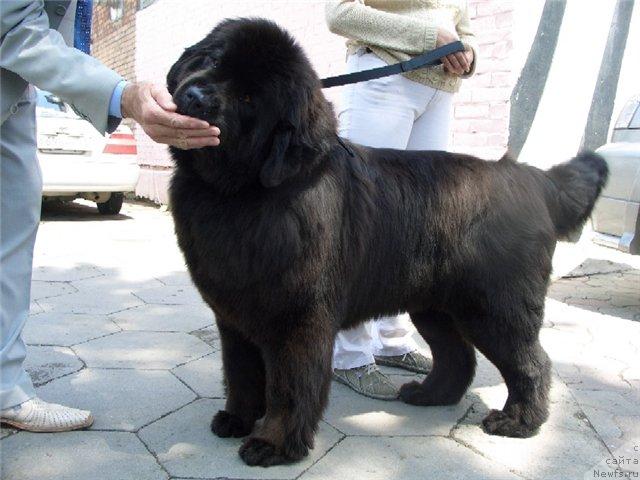 Фото: ньюфаундленд Zhetta Black Magic ot Sibirskogo Medvedja (Жетта Блэк Меджик от Сибирского Медведя)