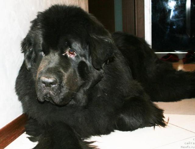 Фото: ньюфаундленд Beguschaya po Volnam Van Hel'sing (Бегущая по Волнам Ван Хельсинг)