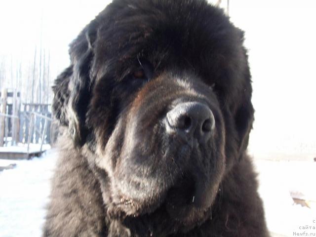 Фото: ньюфаундленд Karat iz Medvejyego Yara (Карат из Медвежьего Яра)
