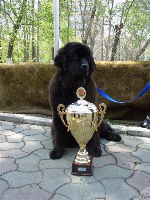 Фото: ньюфаундленд Beatris (Беатрис)