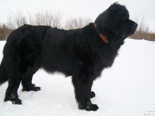 Фото: ньюфаундленд Gloriya Grand Blek (Глория Гранд Блек)