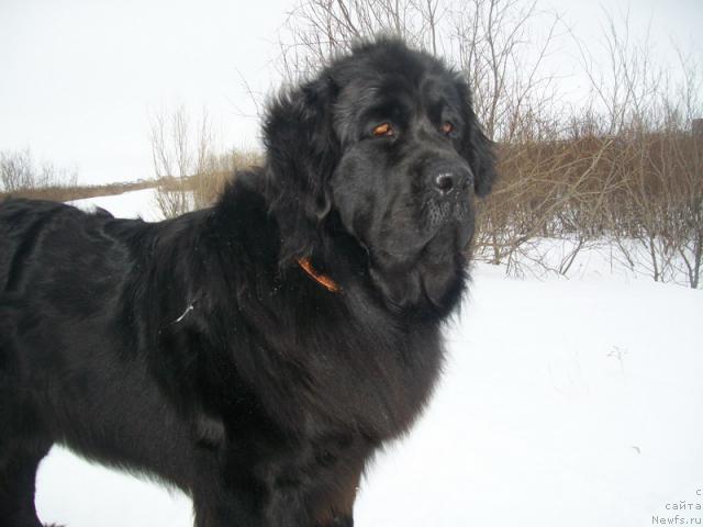 Фото: ньюфаундленд Gloriya Grand Blek (Глория Гранд Блек)