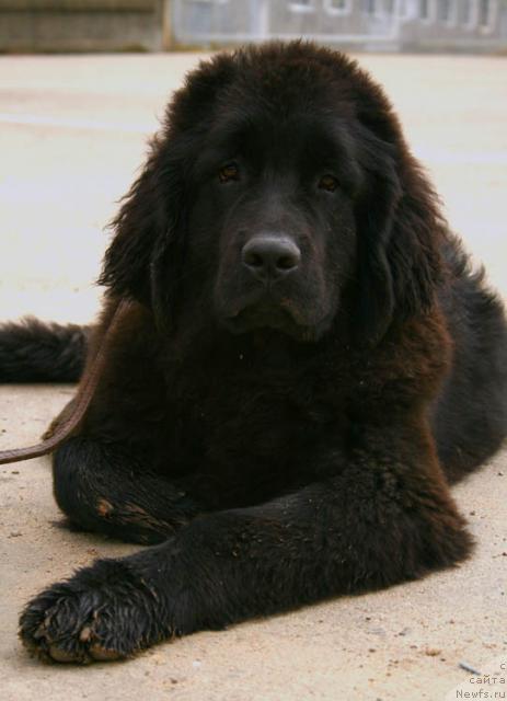 Фото: ньюфаундленд Roskosh' Zolotaya (Роскошь Золотая)
