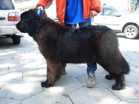 Фото: ньюфаундленд Beatris (Беатрис)