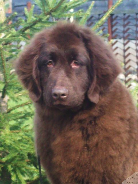 Фото: ньюфаундленд Obvorojitel'naya Dama (Обворожительная Дама)