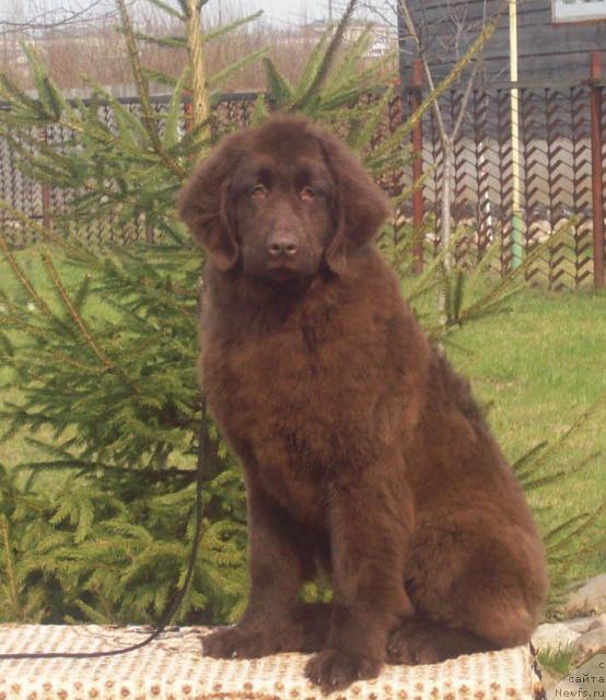 Фото: ньюфаундленд Obvorojitel'naya Dama (Обворожительная Дама)