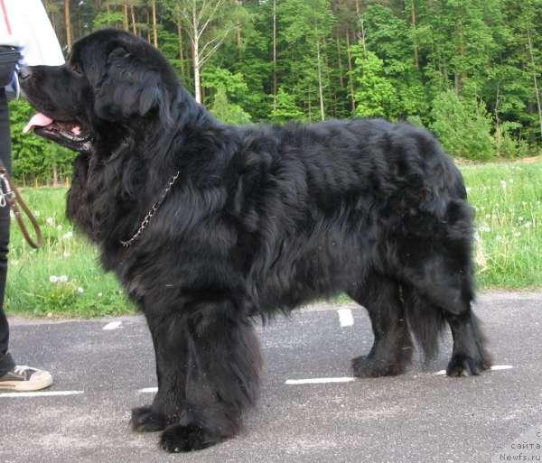 Фото: ньюфаундленд Fiamettahauz Vittorio Emmanuele (Фиаметтахауз Витторио Эммануэле)