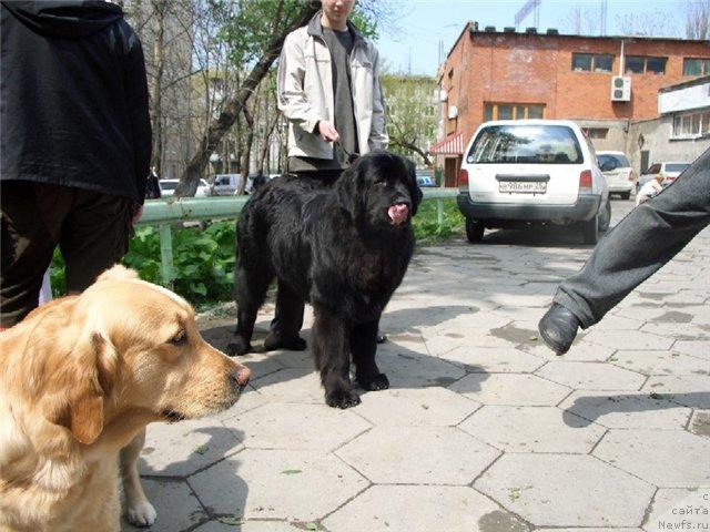 Фото: ньюфаундленд Baron (Барон)