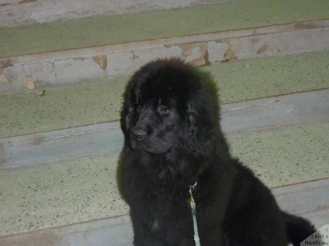 Фото: ньюфаундленд Anabel' Golden Hyot Byel' Kane (Анабель Голден Хёт Бэль Кане)