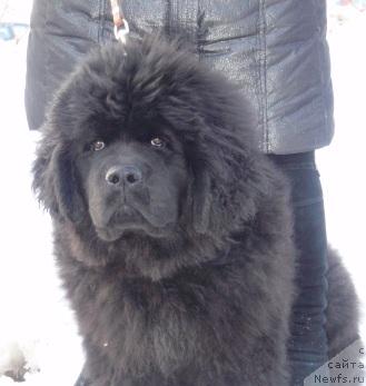 Фото: ньюфаундленд N'yufort Mlechnyiy Put' (Ньюфорт Млечный Путь)