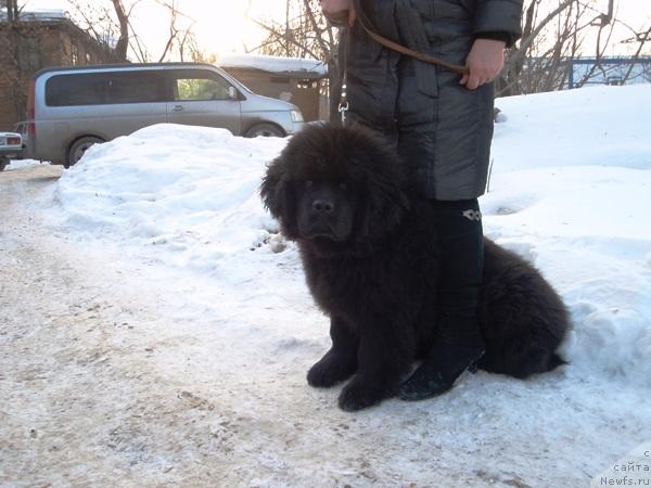 Фото: ньюфаундленд N'yufort Mlechnyiy Put' (Ньюфорт Млечный Путь)