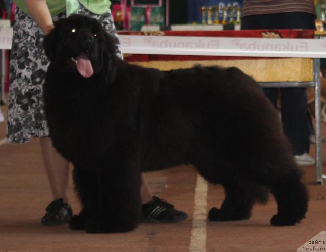 Фото: ньюфаундленд King of Helluland Just Love