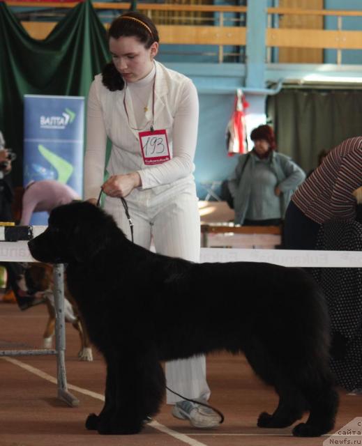 Фото: ньюфаундленд Tais Vyaliki Myadzvedz' (Таис Вялiкi Мядзведзь)