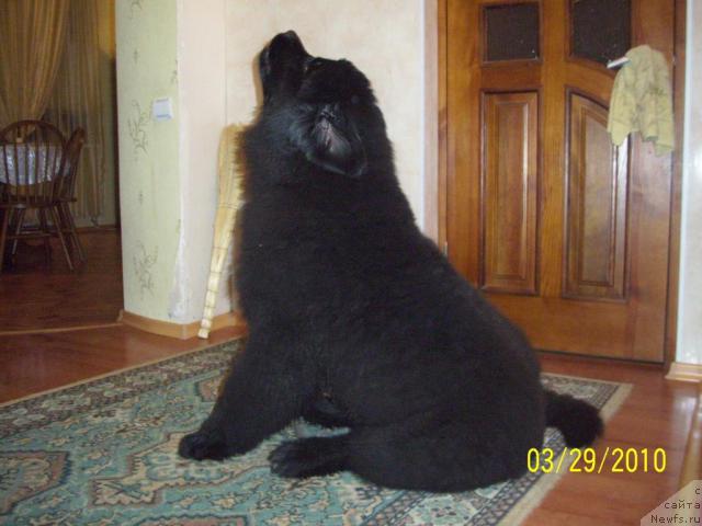 Фото: Elena Pashina (Елена Пашина), ньюфаундленд Beguschaya po Volnam Ritm yend Blyuz (Бегущая по Волнам Ритм энд Блюз)