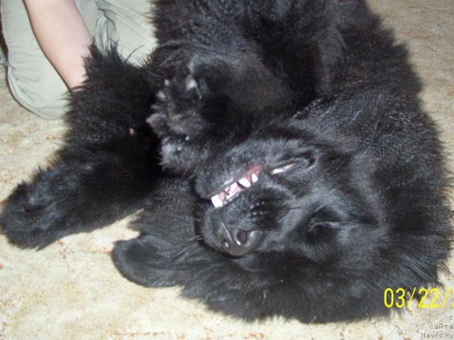 Фото: ньюфаундленд Beguschaya po Volnam Ritm yend Blyuz (Бегущая по Волнам Ритм энд Блюз)