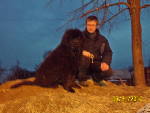 Фото: ньюфаундленд Beguschaya po Volnam Ritm yend Blyuz (Бегущая по Волнам Ритм энд Блюз)