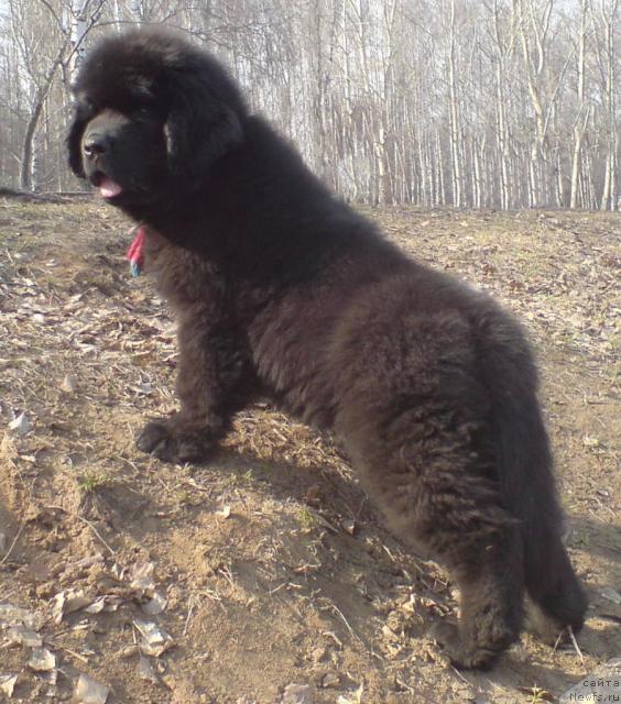 Фото: ньюфаундленд Uyutnaya Dolina Andros Grif (Уютная Долина Андрос Гриф)