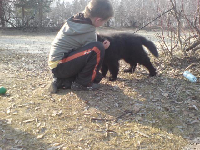 Фото: ньюфаундленд Uyutnaya Dolina Andros Grif (Уютная Долина Андрос Гриф)