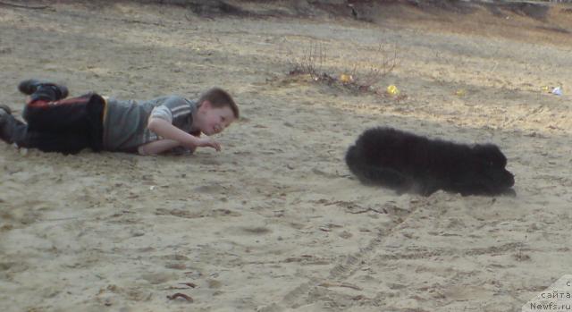 Фото: ньюфаундленд Uyutnaya Dolina Andros Grif (Уютная Долина Андрос Гриф)