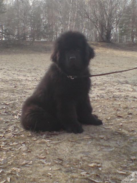 Фото: ньюфаундленд Uyutnaya Dolina Andros Grif (Уютная Долина Андрос Гриф)