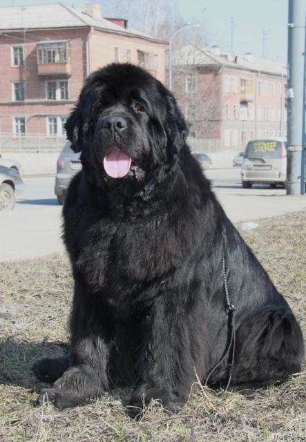 Фото: ньюфаундленд Beguschaya po Volnam Sen'orita Sensaciya (Бегущая по Волнам Сеньорита Сенсация)