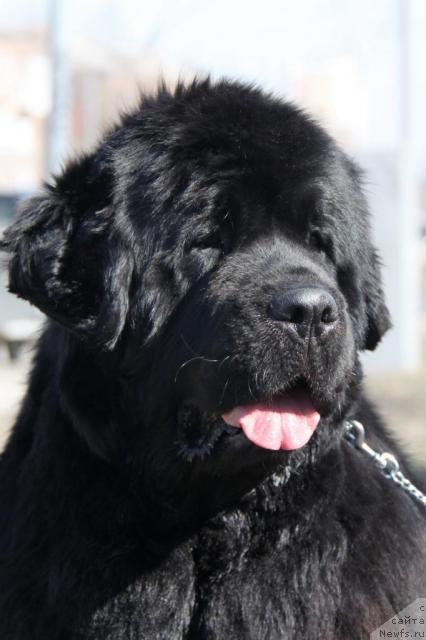 Фото: ньюфаундленд Beguschaya po Volnam Sen'orita Sensaciya (Бегущая по Волнам Сеньорита Сенсация)