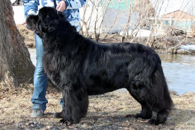 Фото: ньюфаундленд Beguschaya po Volnam Sen'orita Sensaciya (Бегущая по Волнам Сеньорита Сенсация)