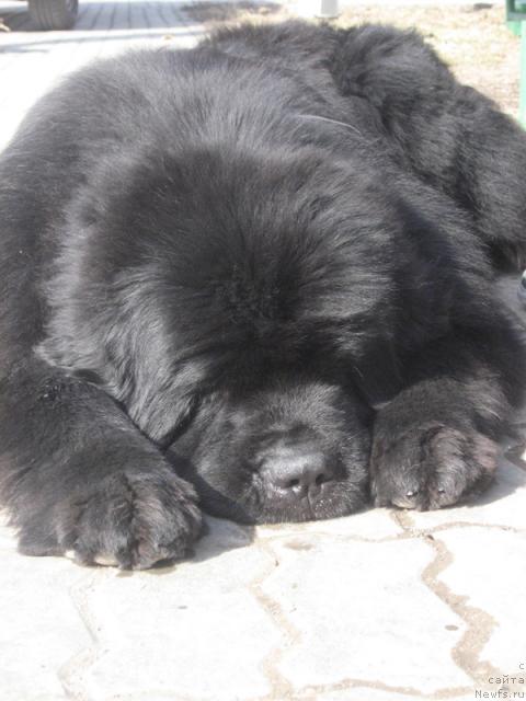 Фото: ньюфаундленд Mississippi-Missouri Goodie Midnight Lady