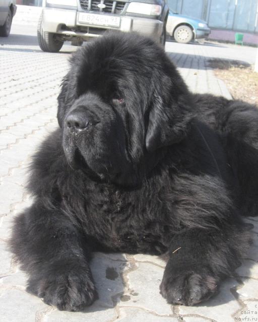 Фото: ньюфаундленд Mississippi-Missouri Goodie Midnight Lady