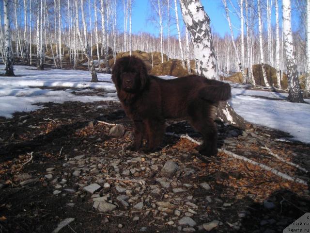 Фото: ньюфаундленд CHernyiy SHarm Abrikosovaya Karamel' (Черный Шарм Абрикосовая Карамель)