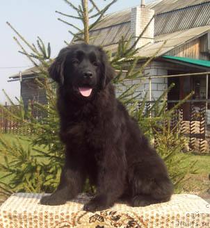 Фото: ньюфаундленд Oriflyeym SHarman SHik (Орифлэйм Шарман Шик)