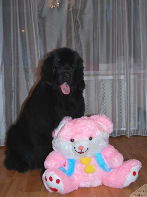 Фото: ньюфаундленд Formula Lyubvi ot Sibirskogo Medvedya (Формула Любви от Сибирского Медведя)