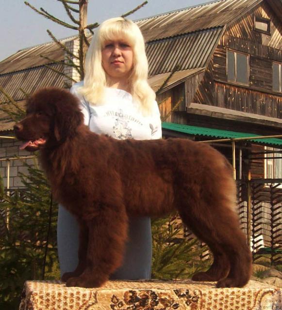Фото: ньюфаундленд Otrada Lyubvi (Отрада Любви), Anna Portnyakova (Анна Портнякова)