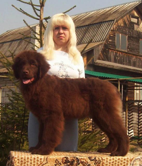 Фото: ньюфаундленд Otrada Lyubvi (Отрада Любви), Anna Portnyakova (Анна Портнякова)
