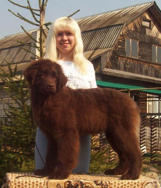 Фото: ньюфаундленд Otrada Lyubvi (Отрада Любви), Anna Portnyakova (Анна Портнякова)
