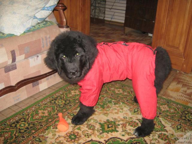 Фото: ньюфаундленд YUnona (Юнона)