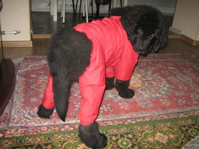 Фото: ньюфаундленд YUnona (Юнона)