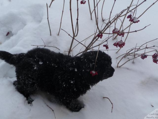 Фото: ньюфаундленд Bol'shaya Udacha (Большая Удача)