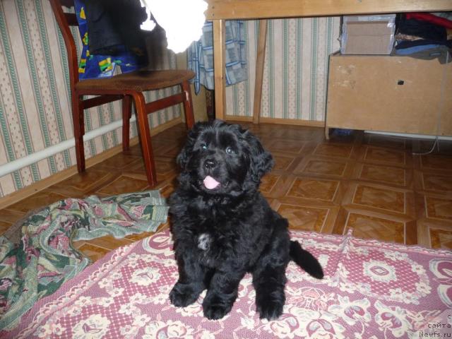 Фото: ньюфаундленд Bol'shaya Udacha (Большая Удача)