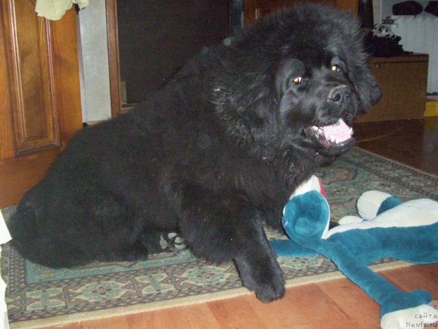 Фото: ньюфаундленд Beguschaya po Volnam Ritm yend Blyuz (Бегущая по Волнам Ритм энд Блюз)