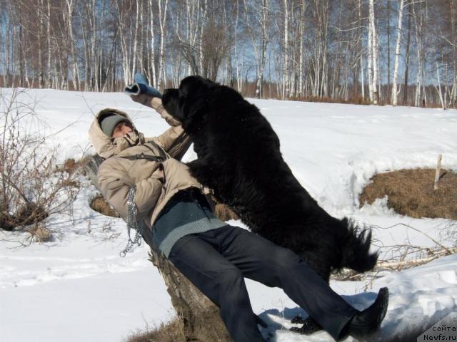 Фото: ньюфаундленд Yarada iz Sibirskoy Glubinki (Ярада из Сибирской Глубинки)