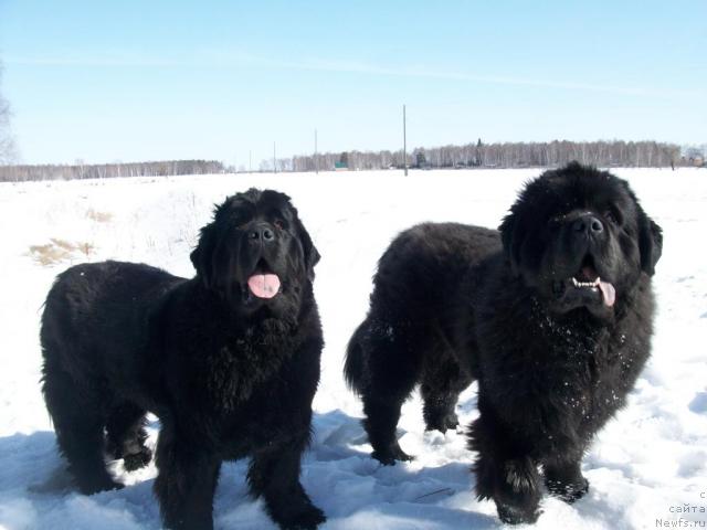 Фото: ньюфаундленд Yarada iz Sibirskoy Glubinki (Ярада из Сибирской Глубинки)