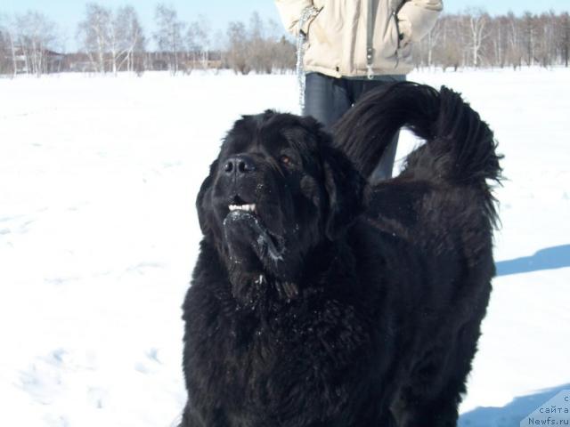 Фото: ньюфаундленд Yarada iz Sibirskoy Glubinki (Ярада из Сибирской Глубинки)