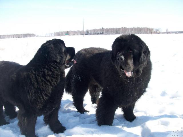 Фото: ньюфаундленд Karat iz Medvejyego Yara (Карат из Медвежьего Яра)