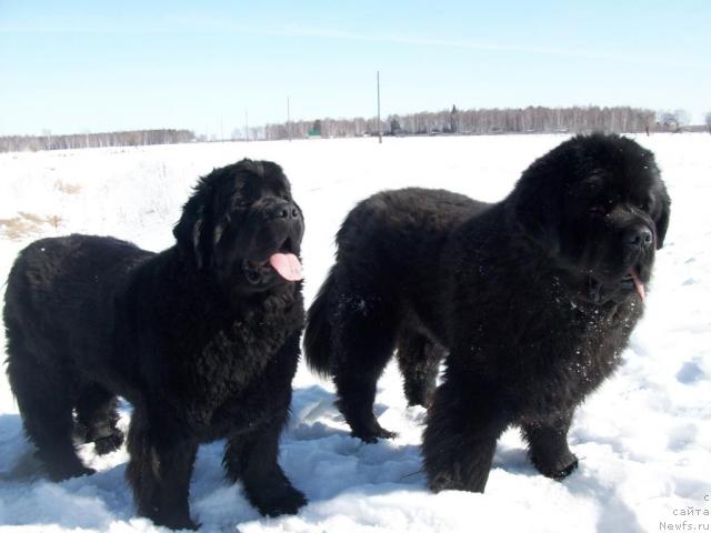 Фото: ньюфаундленд Karat iz Medvejyego Yara (Карат из Медвежьего Яра)