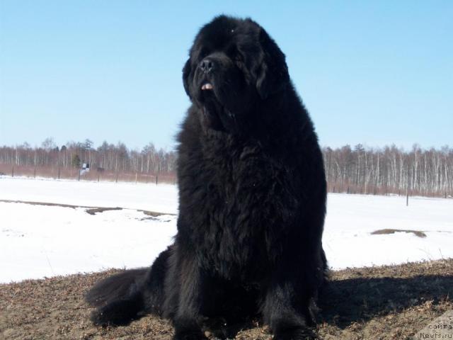 Фото: ньюфаундленд Karat iz Medvejyego Yara (Карат из Медвежьего Яра)