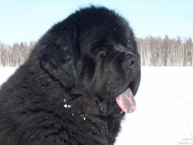 Фото: ньюфаундленд Karat iz Medvejyego Yara (Карат из Медвежьего Яра)